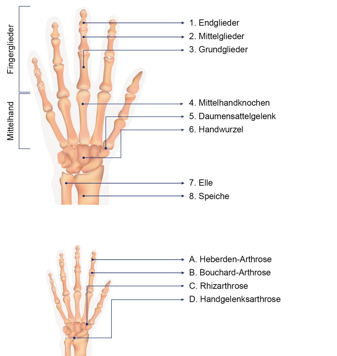 Hintergrundwissen: Aufbau und Funktion der Hand- und Fingergelenke.